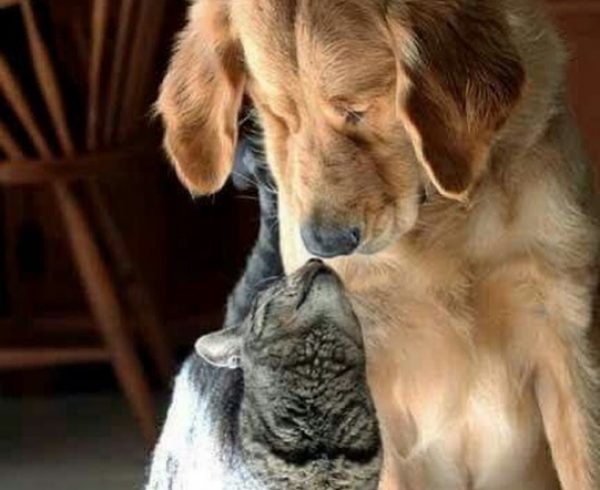 Cão e Gato