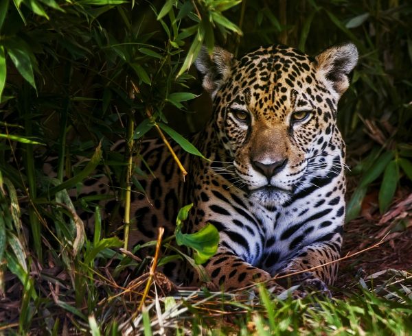 A jaguar rests in a bush.