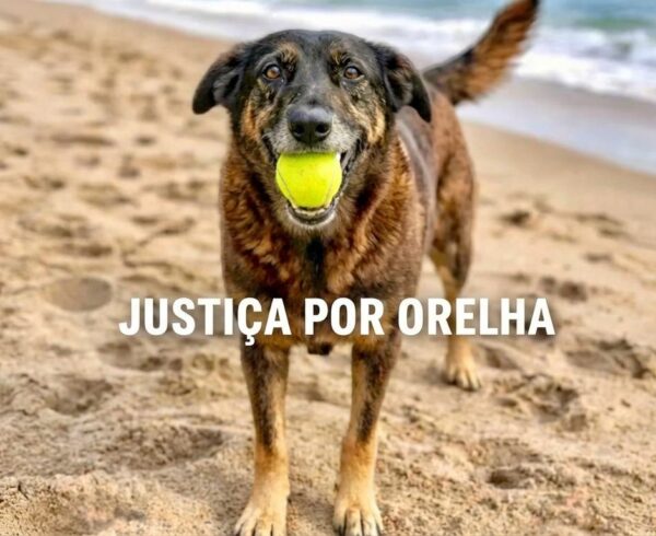 justica pelo orelha